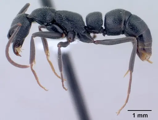 Leptogenys sahamalaza specimen CASENT0416181 image casent0416181_3