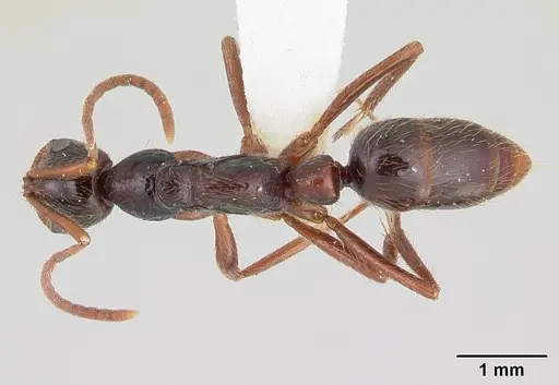 Leptogenys santacruzi specimen CASENT0178793 image casent0178793_1