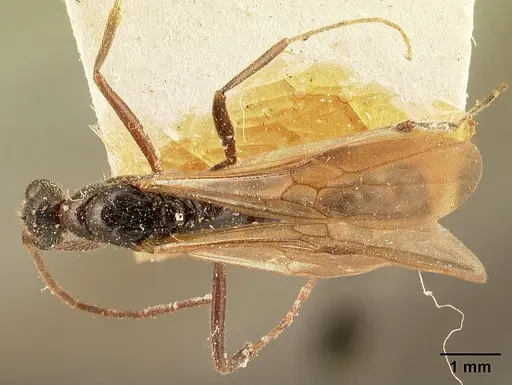 Leptogenys saussurei specimen CASENT0101963 image casent0101963_1