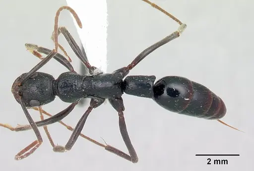 Leptogenys saussurei specimen CASENT0175418 image casent0175418_1