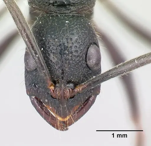 Leptogenys saussurei specimen CASENT0175418 image casent0175418_2
