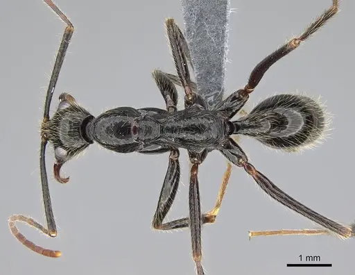 Leptogenys schwabi specimen CASENT0785934 image casent0785934_1