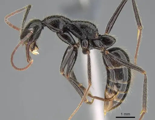 Leptogenys schwabi specimen CASENT0785934 image casent0785934_3