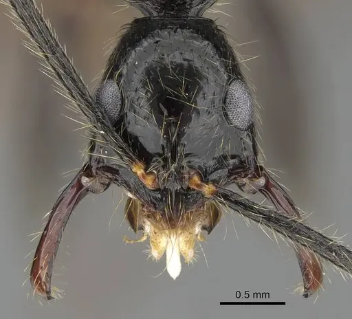 Leptogenys schwabi specimen CASENT0822196 image casent0822196_2