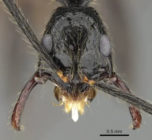 Leptogenys schwabi specimen CASENT0822196 image casent0822196_3