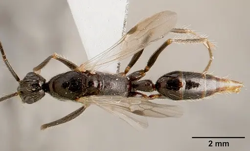 Leptogenys schwabi specimen SAM-HYM-C001380B image sam-hym-c001380b_1