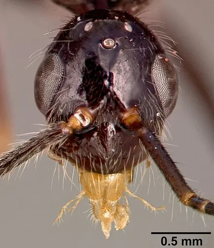 Leptogenys schwabi specimen SAM-HYM-C001380B image sam-hym-c001380b_2
