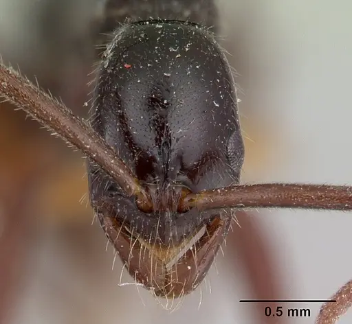 Leptogenys serrata specimen CASENT0178805 image casent0178805_2