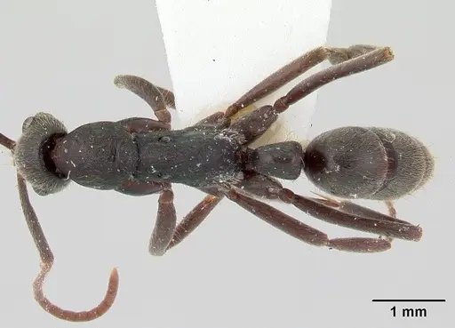 Leptogenys sianka specimen CASENT0178788 image casent0178788_1
