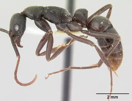 Leptogenys sianka specimen CASENT0178788 image casent0178788_3