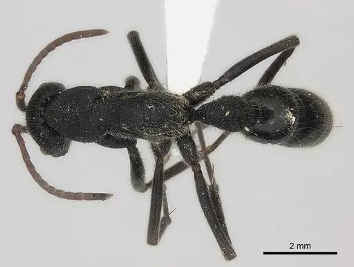 Leptogenys sjostedti specimen CASENT0217535 image casent0217535_1