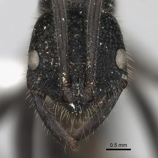 Leptogenys sjostedti specimen CASENT0217535 image casent0217535_2