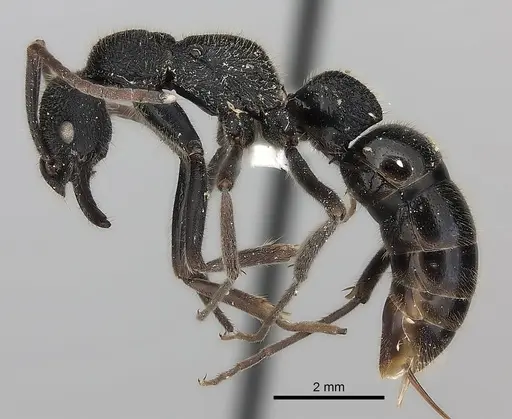 Leptogenys sjostedti specimen CASENT0217535 image casent0217535_3