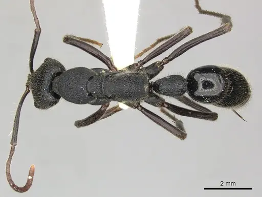Leptogenys sjostedti specimen CASENT0270577 image casent0270577_1