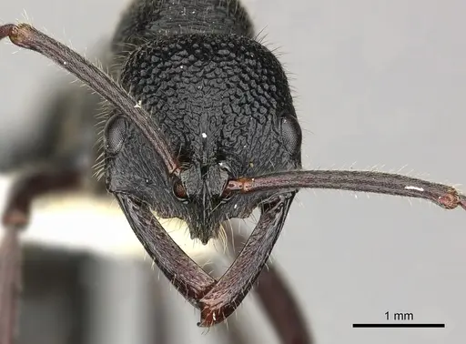 Leptogenys sjostedti specimen CASENT0270577 image casent0270577_2