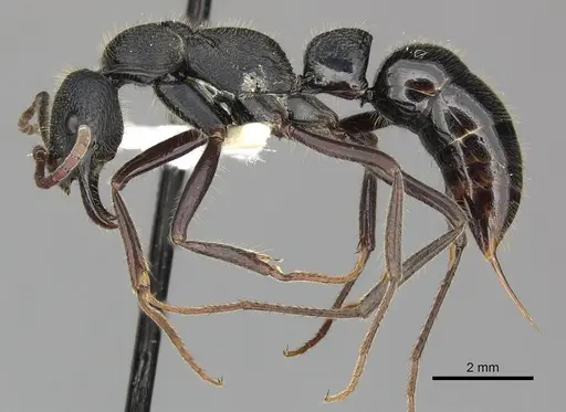 Leptogenys sjostedti specimen CASENT0270577 image casent0270577_3