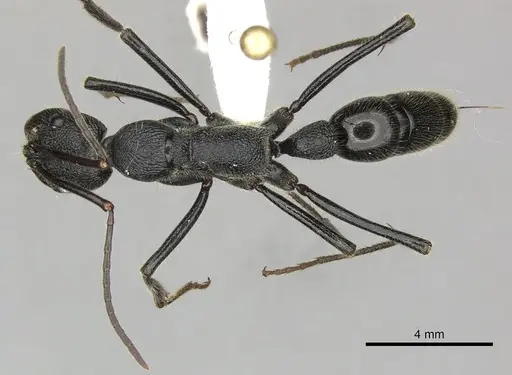 Leptogenys sjostedti specimen CASENT0270585 image casent0270585_1