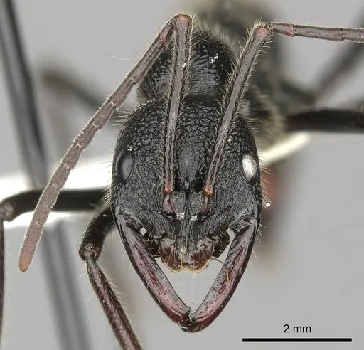 Leptogenys sjostedti specimen CASENT0270585 image casent0270585_2