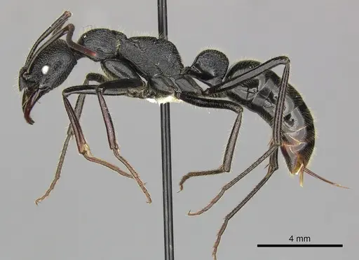 Leptogenys sjostedti specimen CASENT0270585 image casent0270585_3
