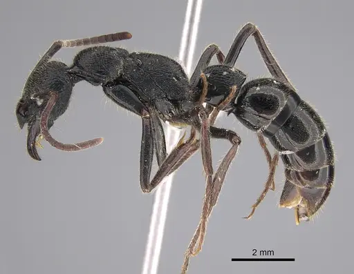 Leptogenys sjostedti specimen CASENT0887828 image casent0887828_1