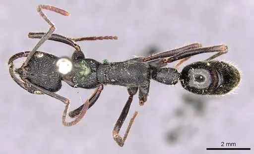 Leptogenys sjostedti specimen CASENT0907344 image casent0907344_1