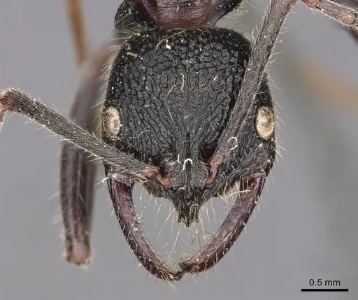 Leptogenys sjostedti specimen CASENT0907344 image casent0907344_2