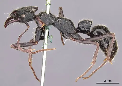 Leptogenys sjostedti specimen CASENT0907344 image casent0907344_3