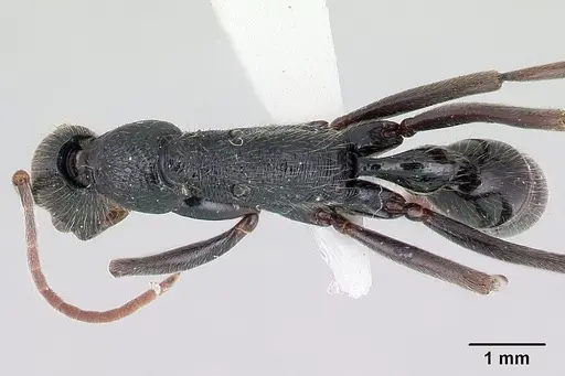 Leptogenys socorda specimen CASENT0178780 image casent0178780_1