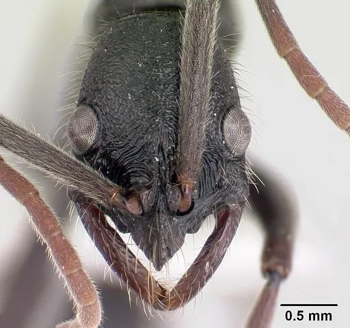 Leptogenys socorda specimen CASENT0178780 image casent0178780_2