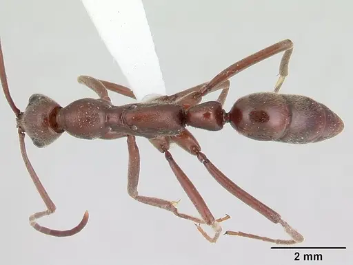 Leptogenys sonora specimen CASENT0178784 image casent0178784_1