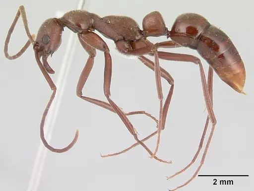 Leptogenys sonora specimen CASENT0178784 image casent0178784_3
