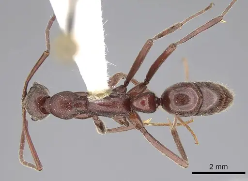 Leptogenys sonora specimen CASENT0248762 image casent0248762_1