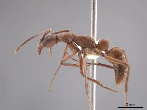 Leptogenys sonora specimen CASENT0651690 image casent0651690_3