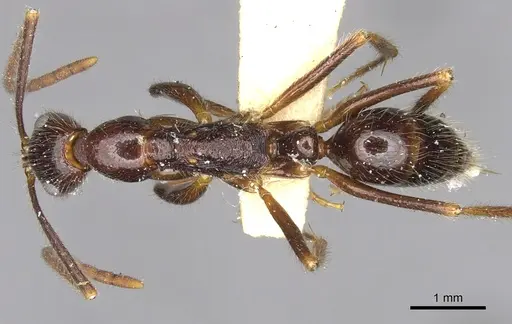 Leptogenys sterops specimen CASENT0902594 image casent0902594_1