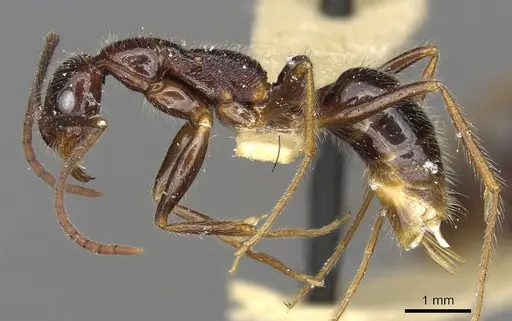 Leptogenys sterops specimen CASENT0902594 image casent0902594_3