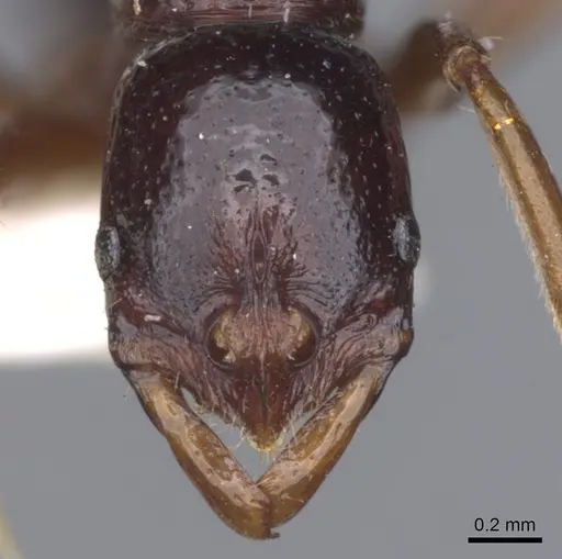 Leptogenys strator specimen CASENT0902583 image casent0902583_2