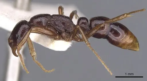 Leptogenys strator specimen CASENT0902583 image casent0902583_3