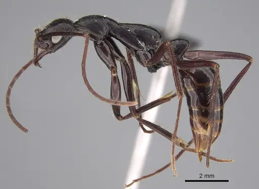 Leptogenys stuhlmanni specimen CASENT0081182 image casent0081182_1
