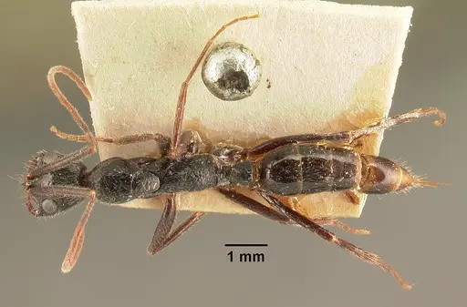 Leptogenys stuhlmanni specimen CASENT0101871 image casent0101871_1