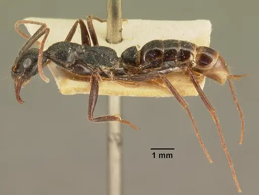 Leptogenys stuhlmanni specimen CASENT0101871 image casent0101871_3