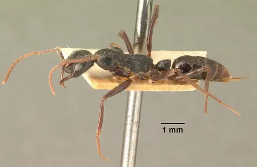 Leptogenys stuhlmanni specimen CASENT0101876 image casent0101876_3