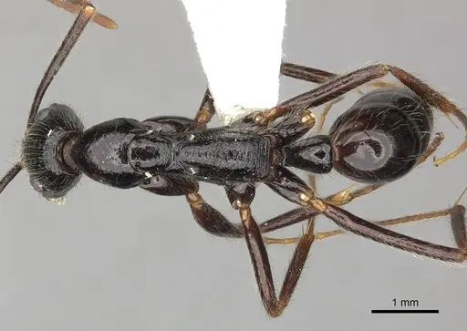 Leptogenys stuhlmanni specimen CASENT0270578 image casent0270578_1