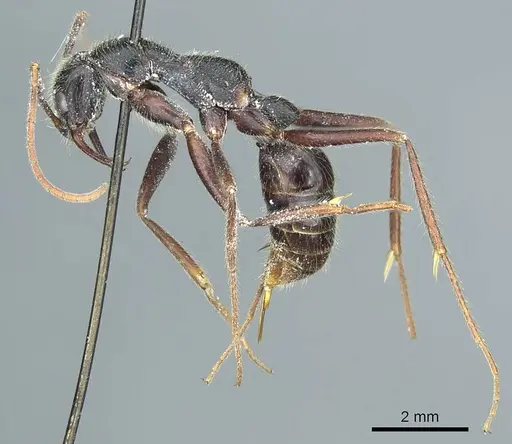 Leptogenys stuhlmanni specimen CASENT0915882 image casent0915882_3