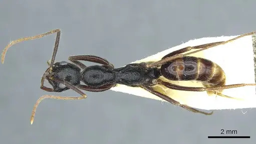 Leptogenys stuhlmanni specimen CASENT0915883 image casent0915883_1