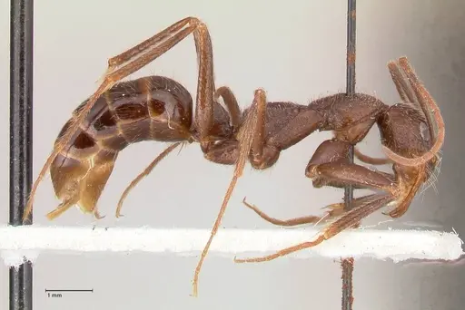 Leptogenys stuhlmanni specimen FOCOL1025 image focol1025_4