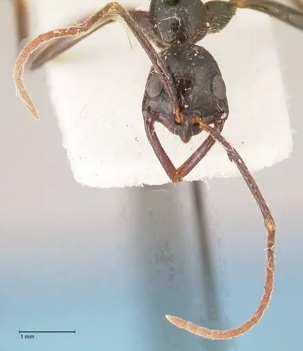 Leptogenys stuhlmanni specimen FOCOL1026 image focol1026_2