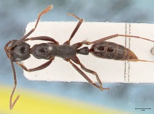 Leptogenys stuhlmanni specimen FOCOL1027 image focol1027_1