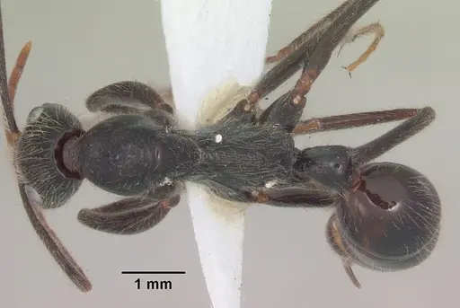 Leptogenys stuhlmanni specimen SAM-HYM-C008614 image sam-hym-c008614_1