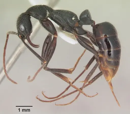 Leptogenys stuhlmanni specimen SAM-HYM-C008614 image sam-hym-c008614_3