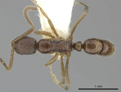 Leptogenys stygia specimen CASENT0270579 image casent0270579_1